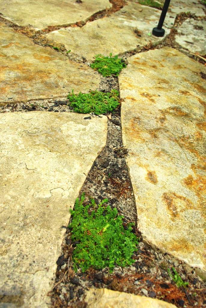 It's Not Work, It's Gardening! Filling flagstone patio cracks